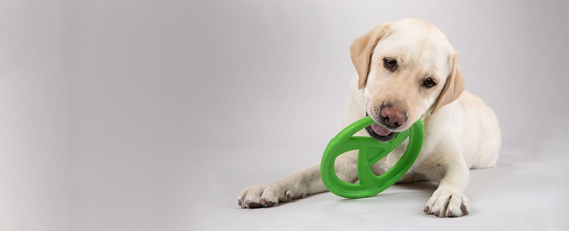A dog happily holds a green toy in its mouth, showcasing its playful nature and enthusiasm.
