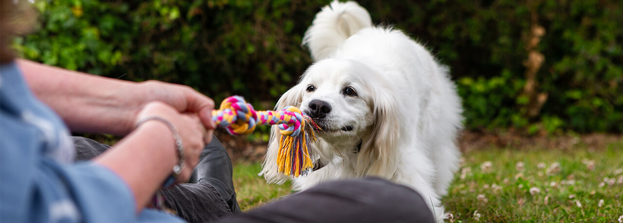 white dog playing tug-o-war with a person outside