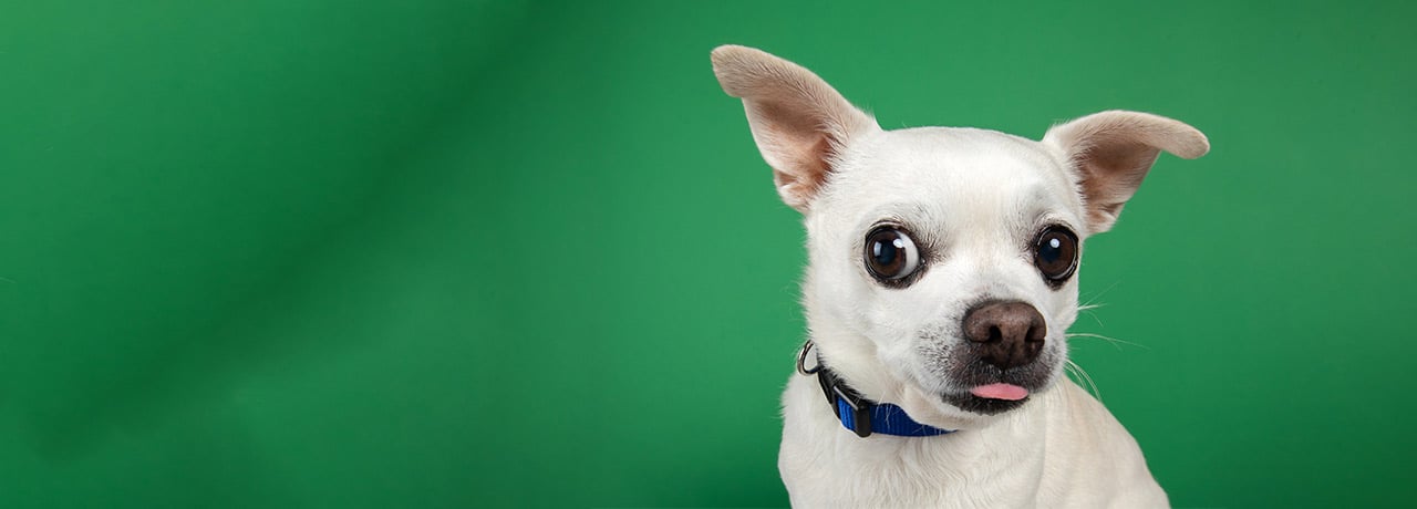 A white dog wearing a blue collar sits attentively, showcasing its friendly demeanor and playful spirit.