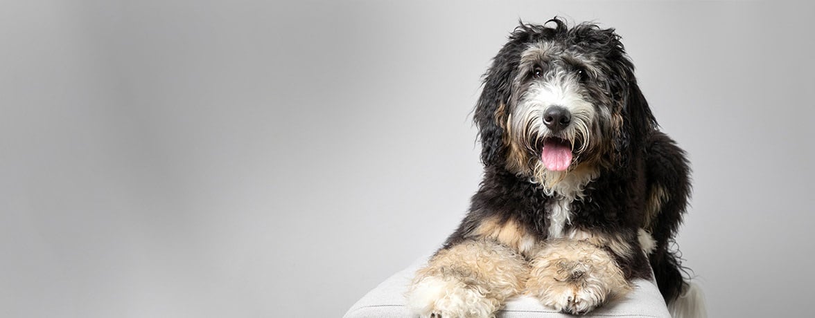 A dog comfortably perched on a white chair, showcasing its relaxed demeanor and playful spirit.