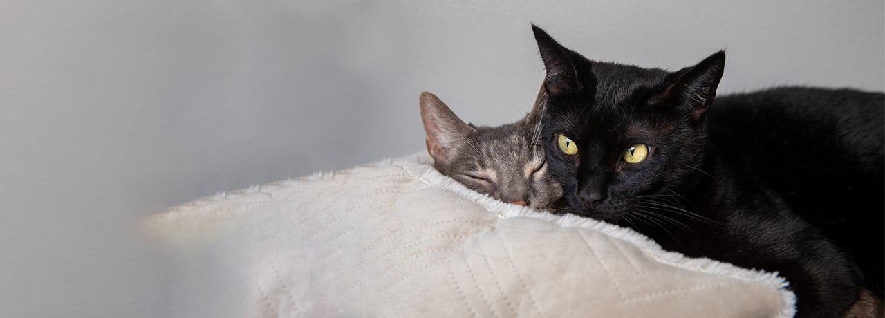 Two cats rest peacefully on a soft white pillow