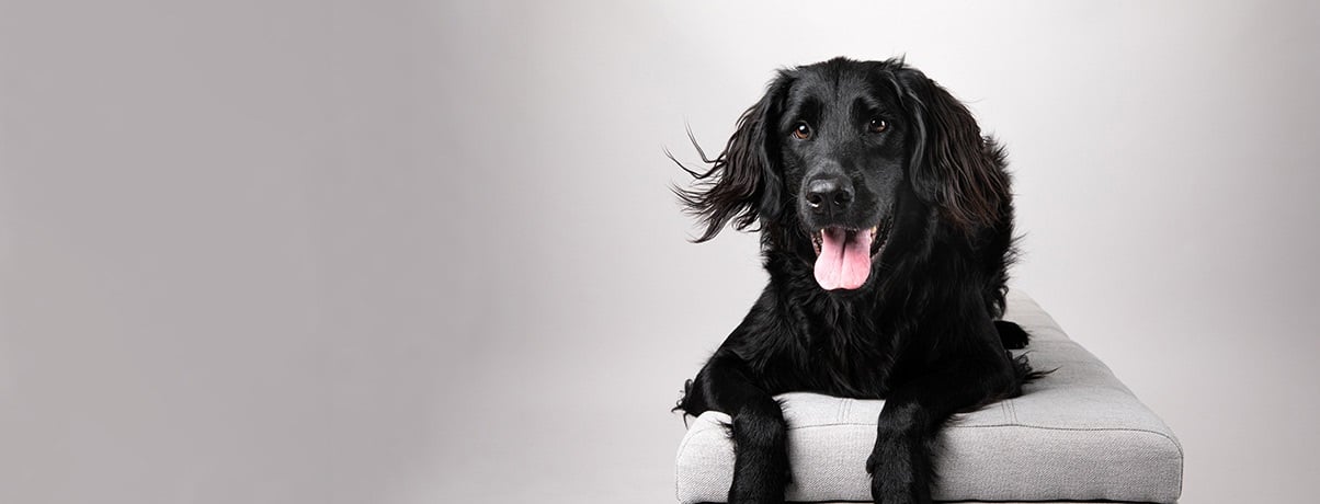A black dog comfortably seated on a white couch