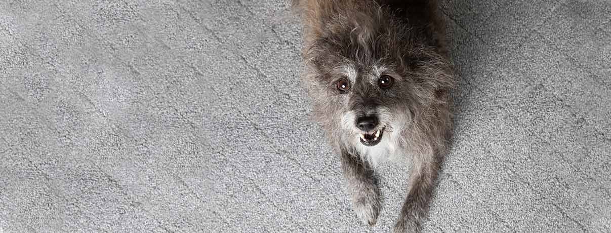 A dog resting on the floor, its head raised, displaying a relaxed and attentive demeanor.