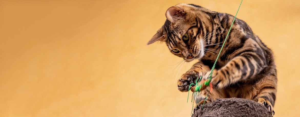 A playful tabby cat interacts with a colorful toy while perched on a scratching post