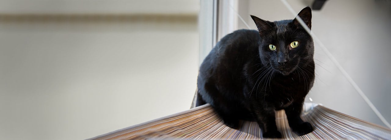 Black cat sits on a window perch