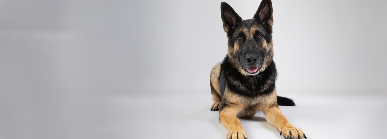 A German Shepherd is seated on the floor, displaying a poised and alert expression.