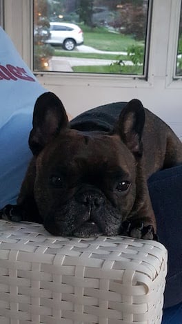 small pug lying on amrchair in front of mirror