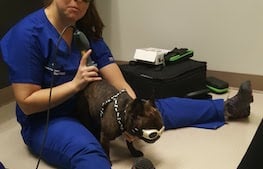 small dog being shaved by veterinarian on the floor