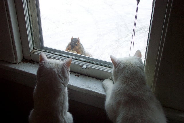 cat squirrels