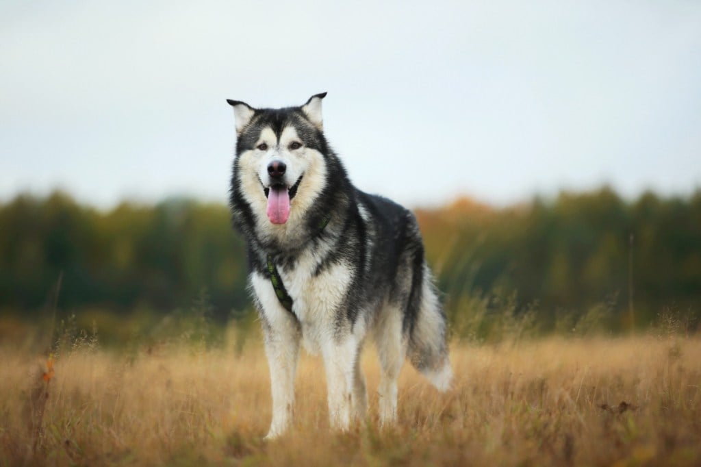 alaskan malamute standing in a field