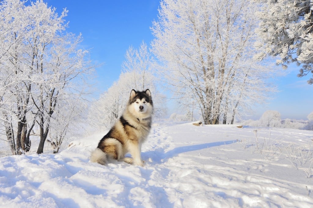 alaskan malamute sitting in snow