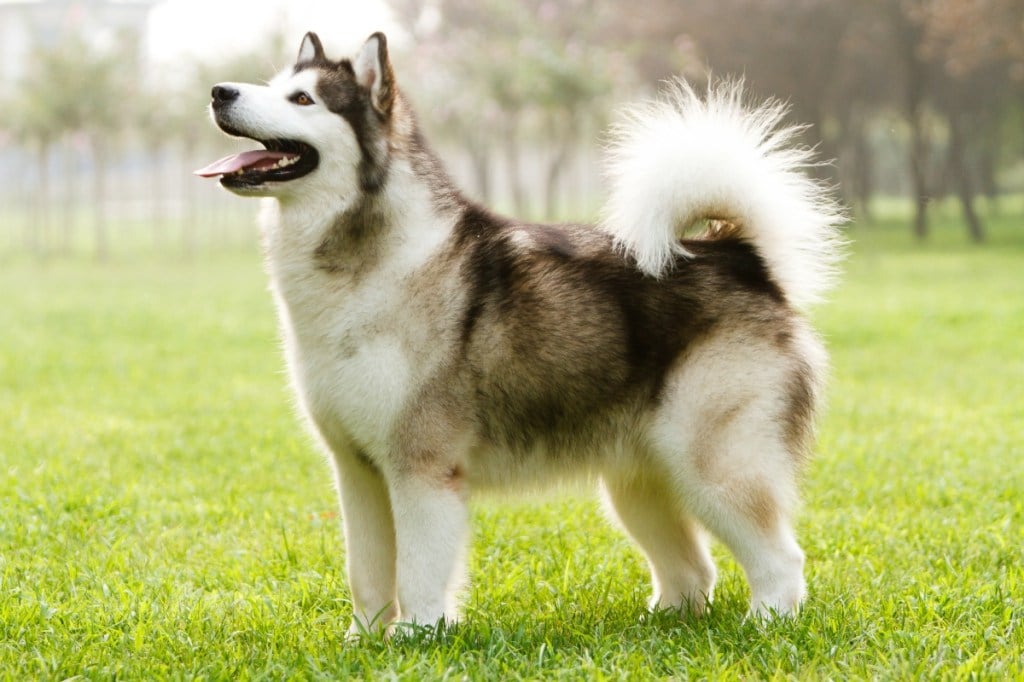 alaskan malamute dog standing in grass