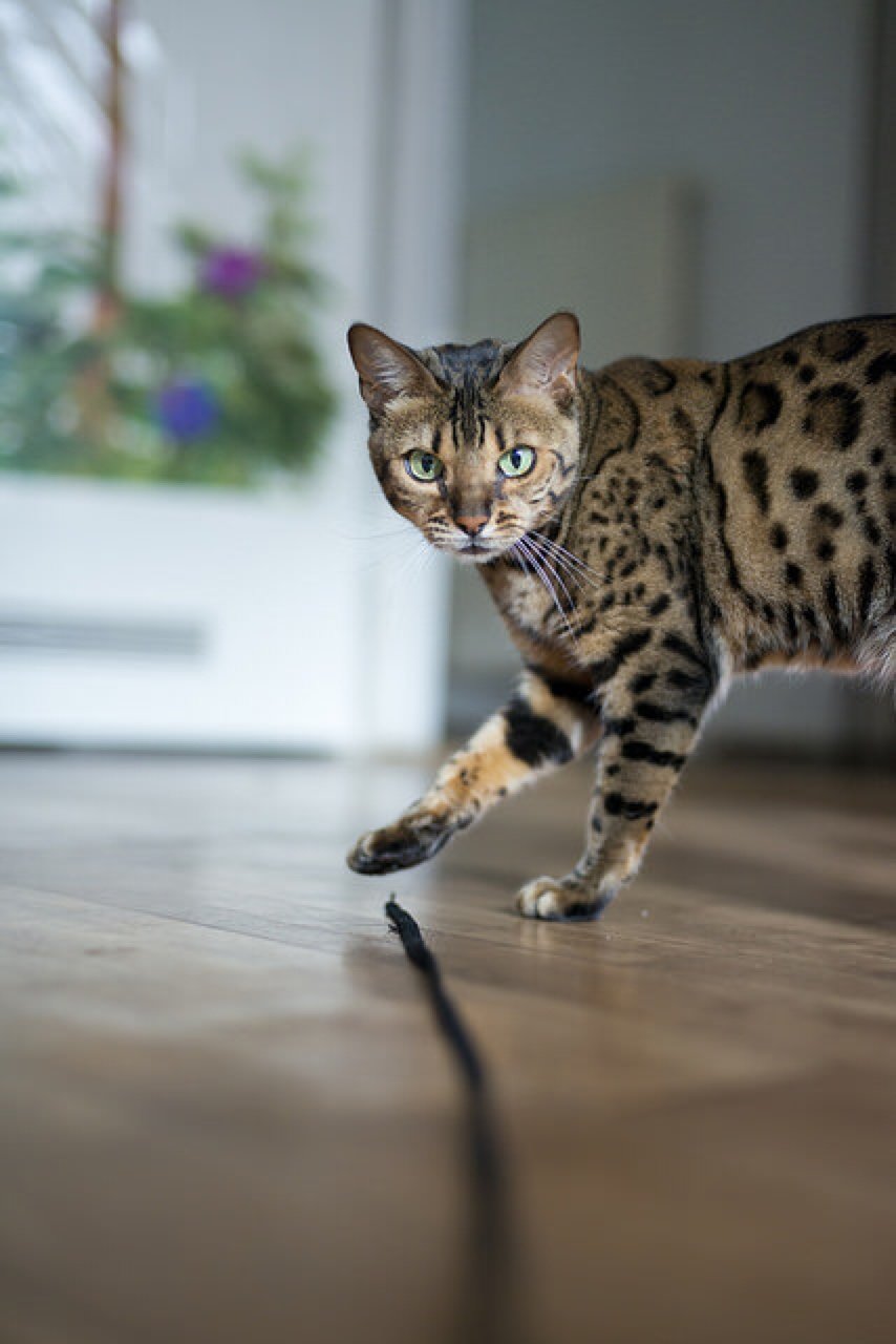 Bengal cat