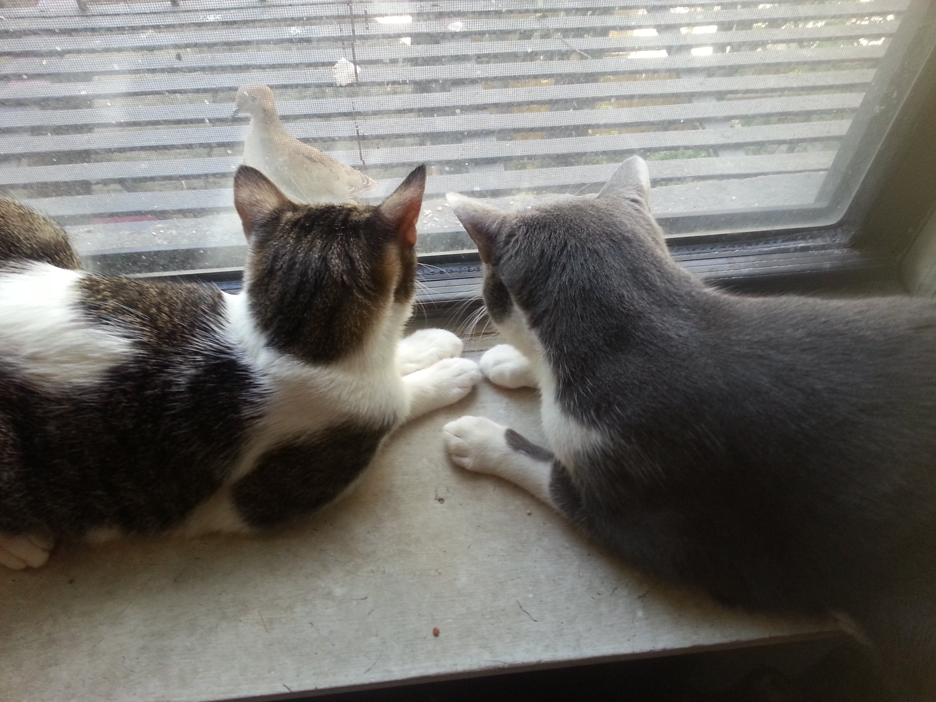 two cats looking outside window at a bird