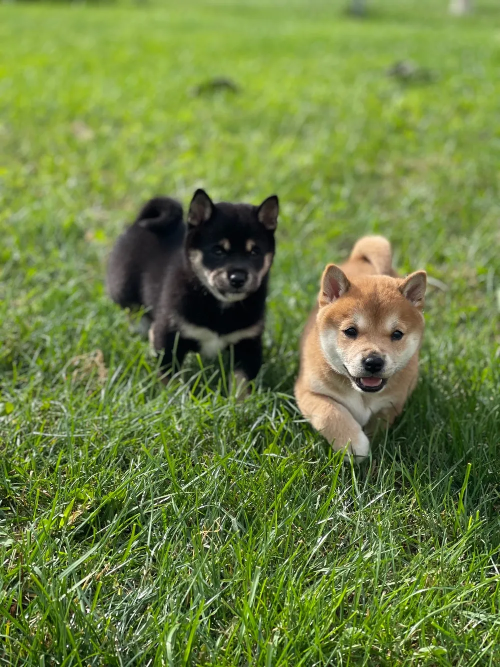 black and tan shiba inu puppies on grass
