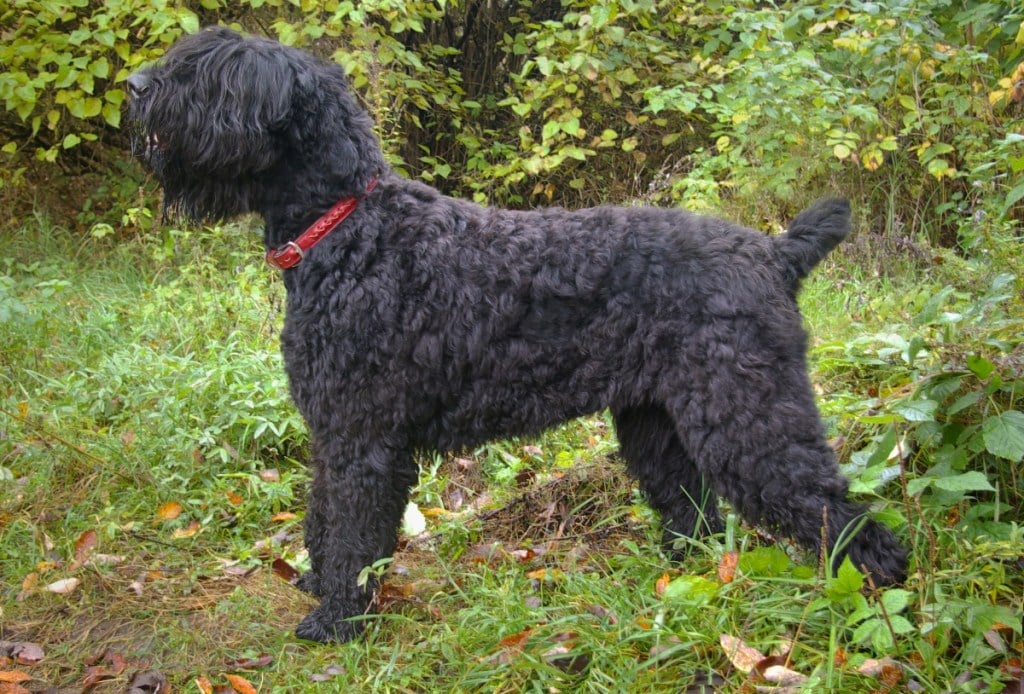 Black Russian terrier dog standing out in woods