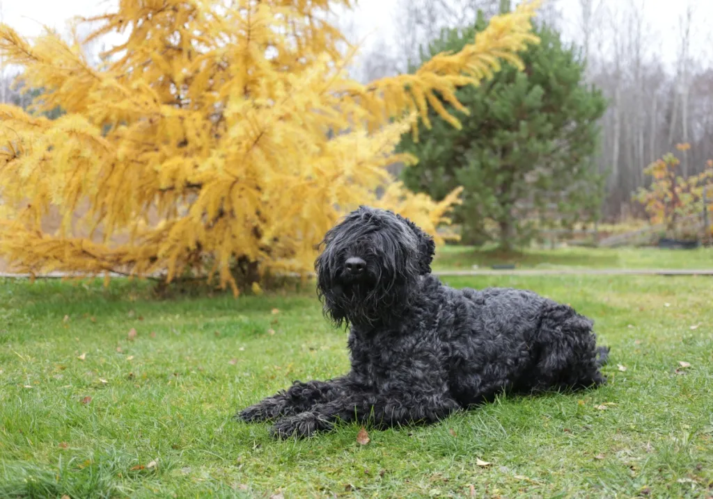 Black Russian terrier lying in grass