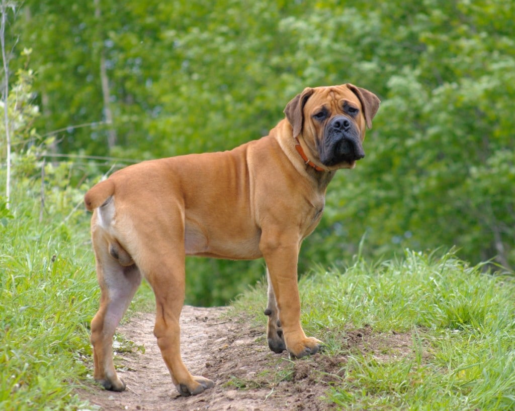 boerboel dog standing on a grass trail