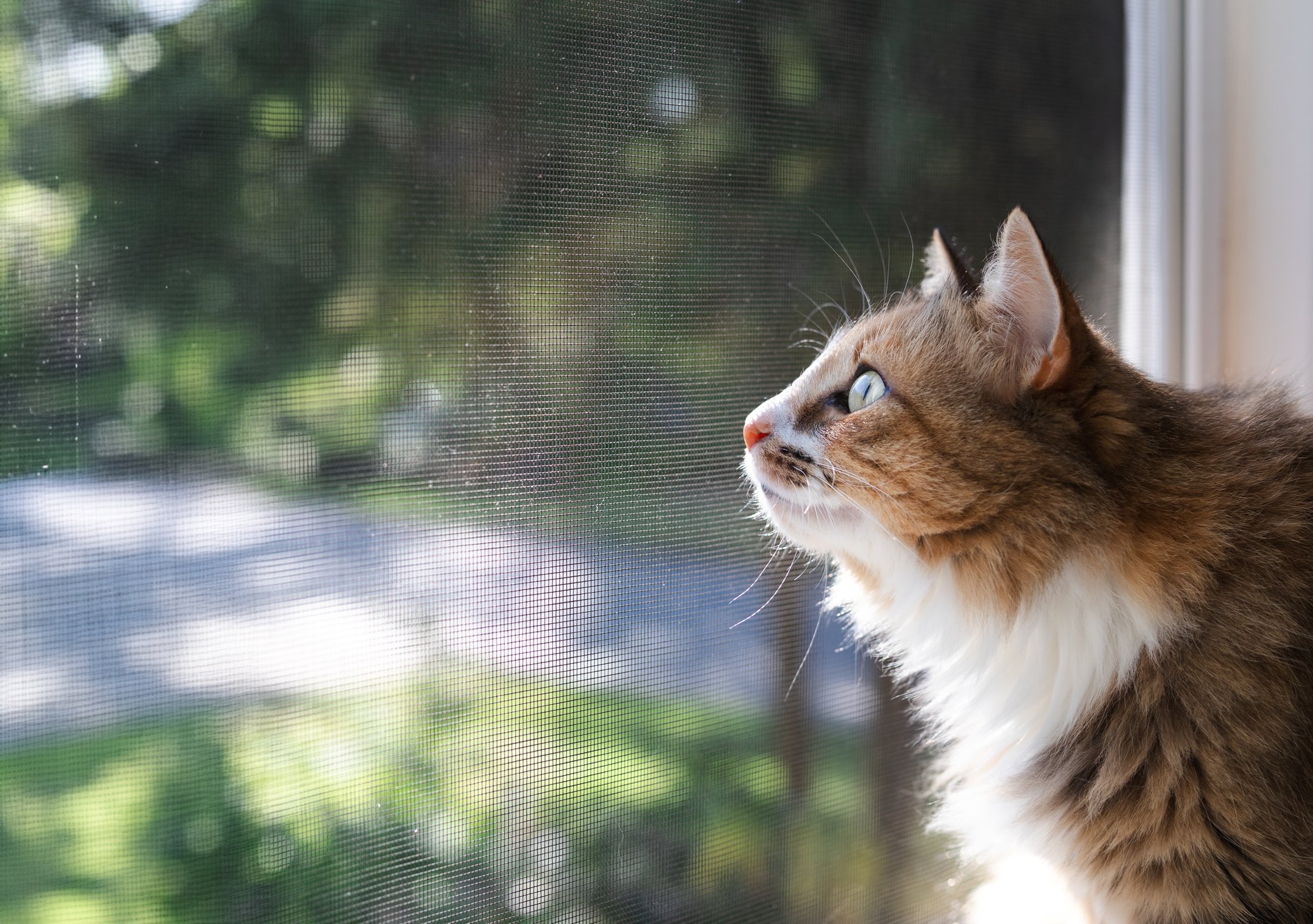 brown and white cat looking out window