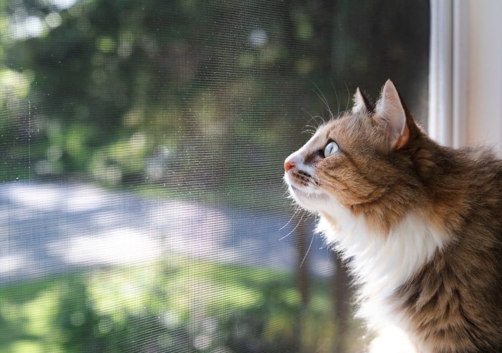 brown and white cat looking out window