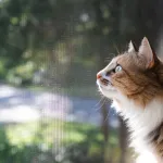 brown and white cat looking out window