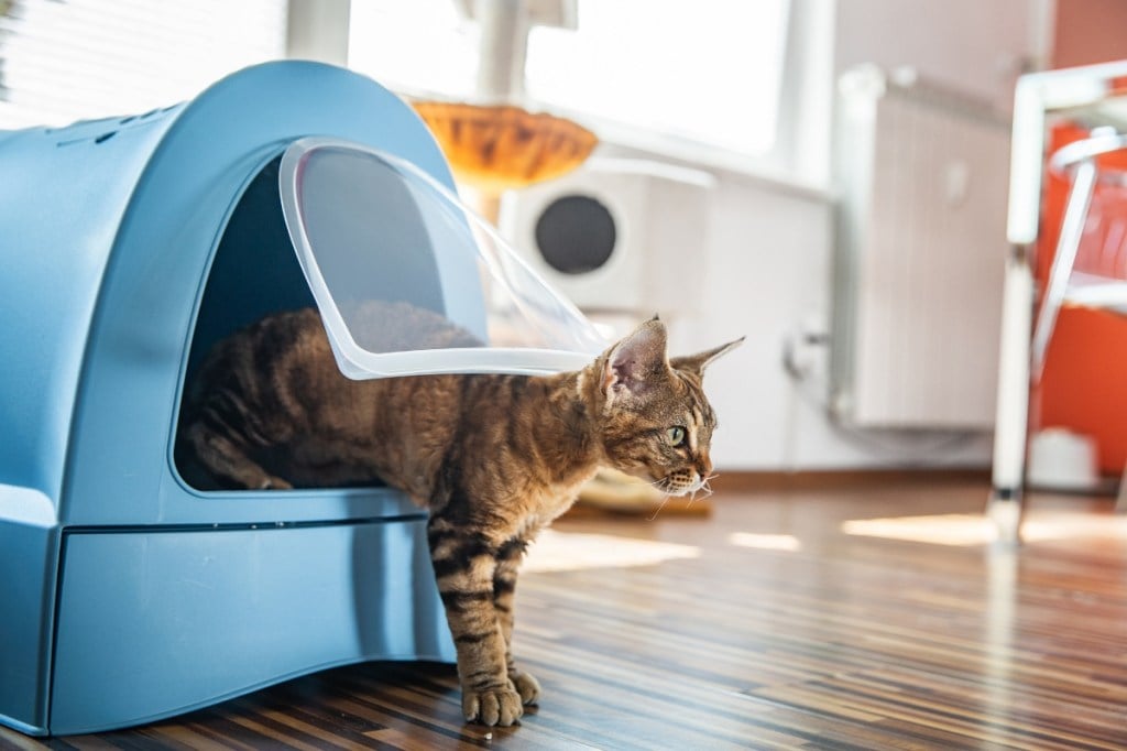 brown cat walking out of enclosed litter box
