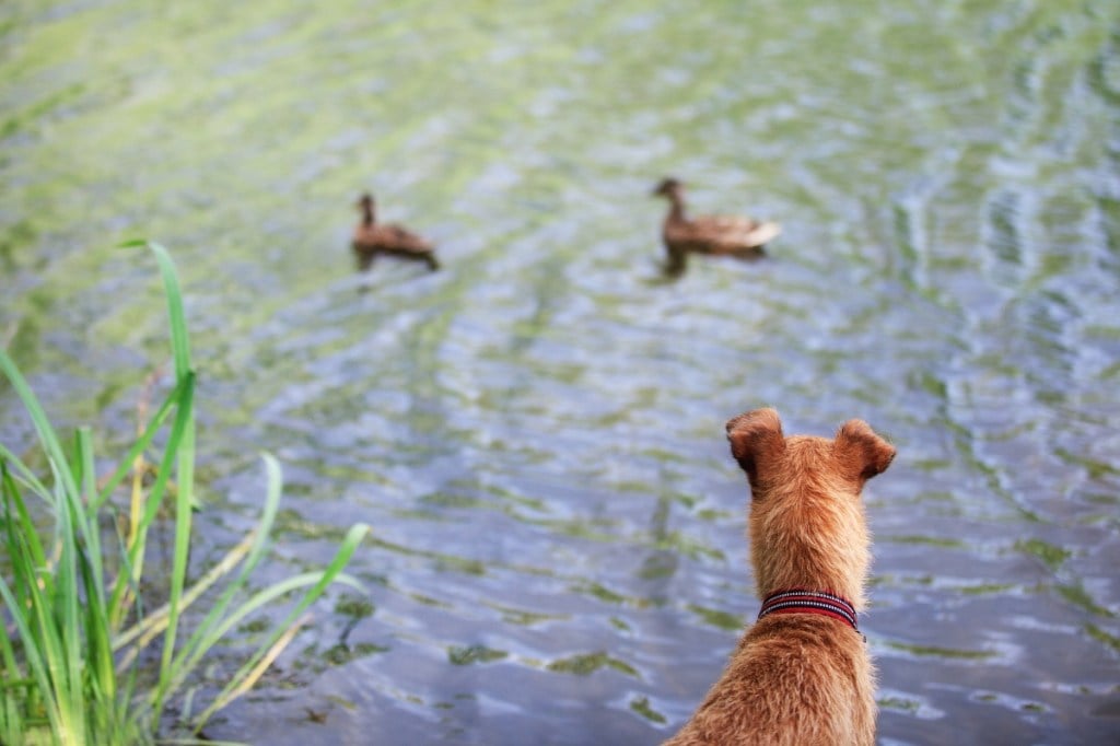 brown dog watching ducks in a pond