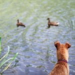 brown dog watching ducks in a pond