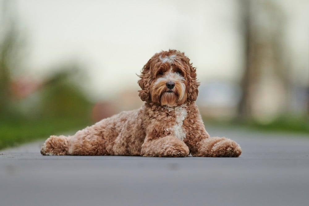 brown labradoodle on sidewalk