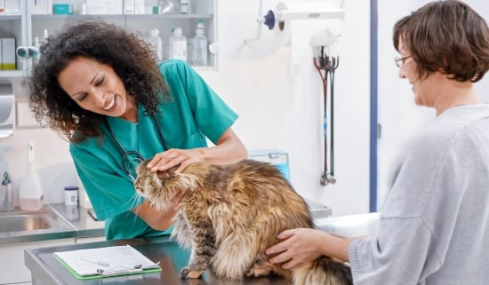 fluffy cat being examined by veterinarian
