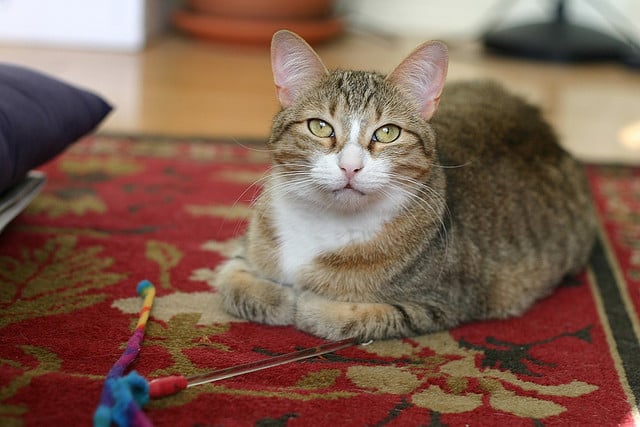 cat toys