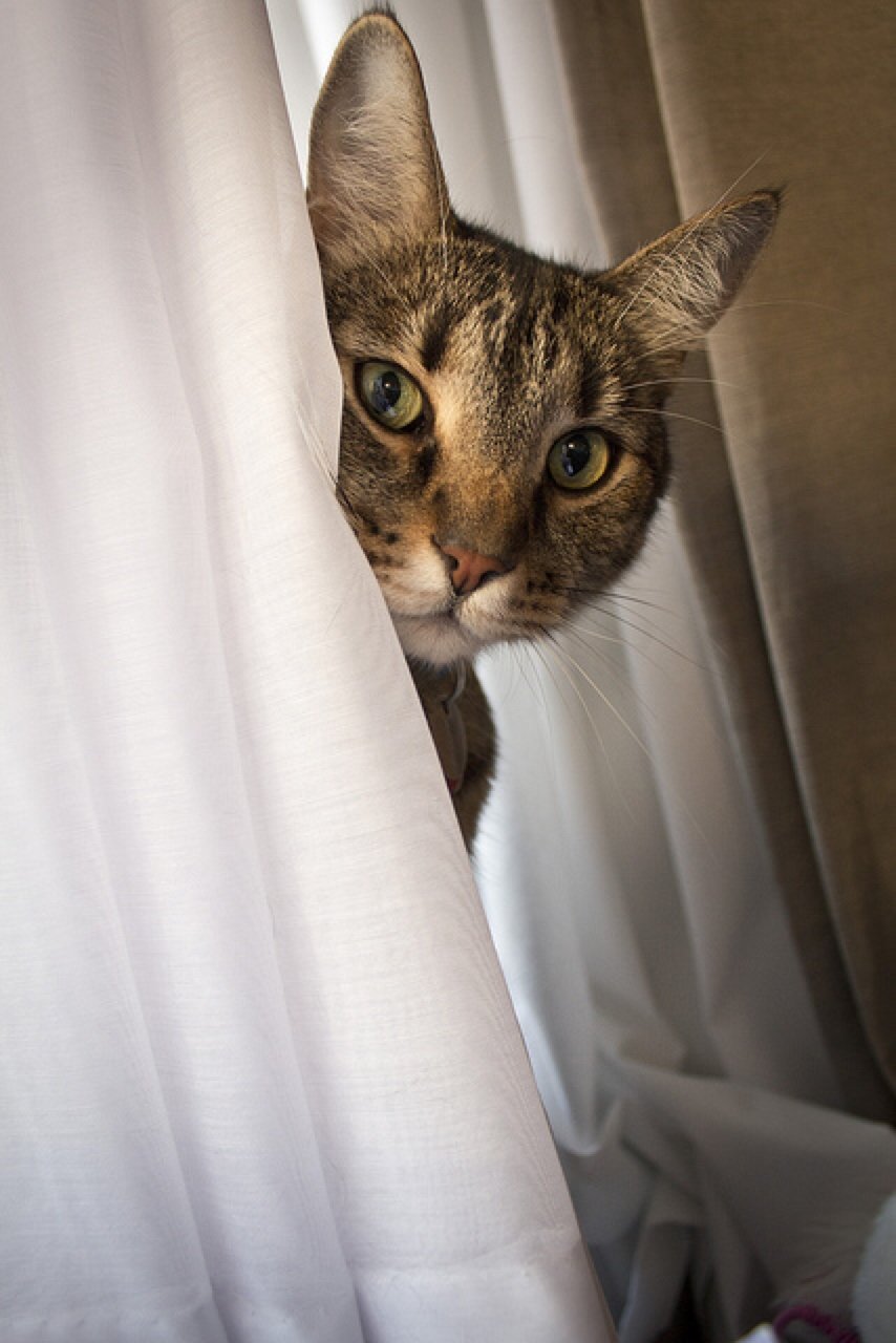 cat house window outside curtain cat curtains