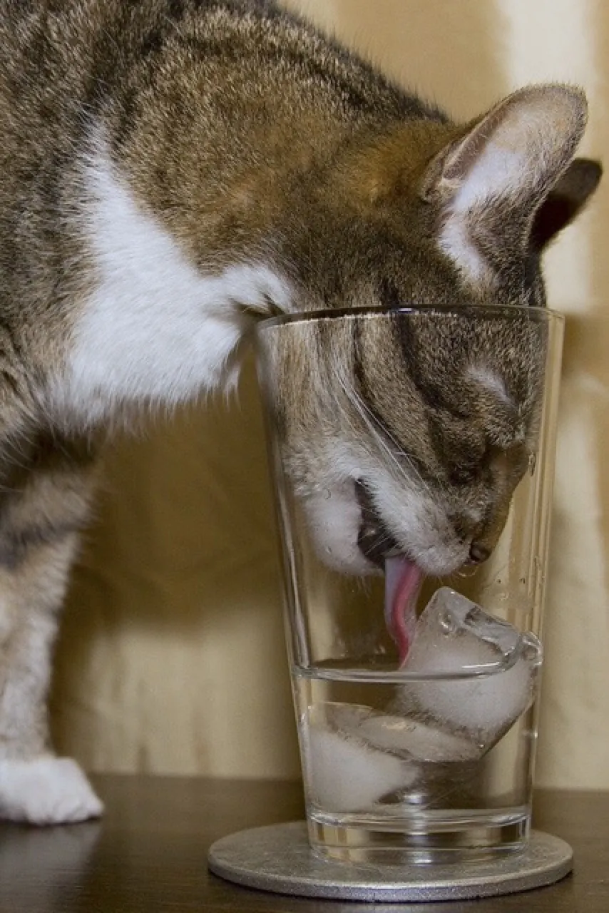 cat ice summer cat eating ice