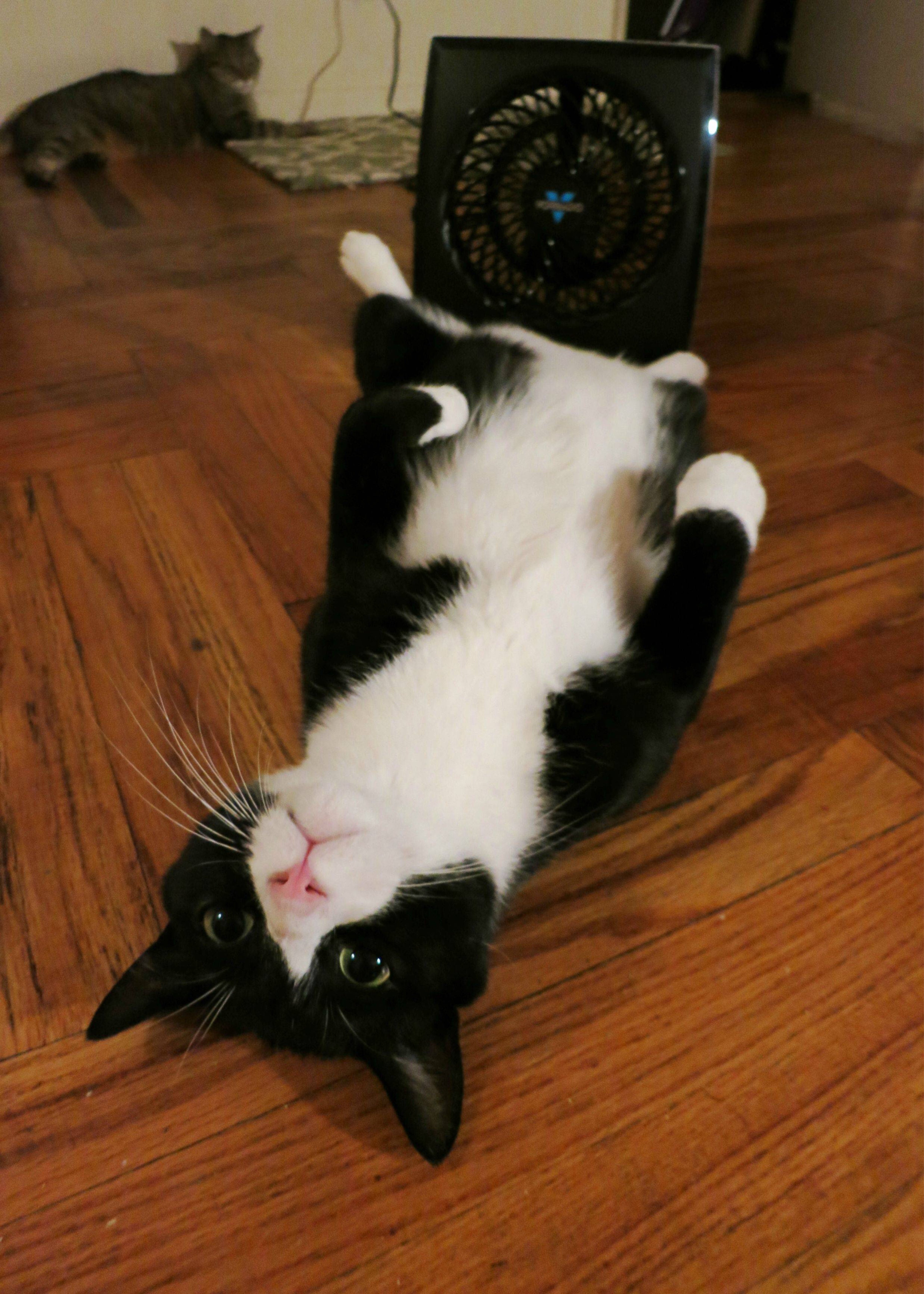 cat summer funny fan cat in front of fan