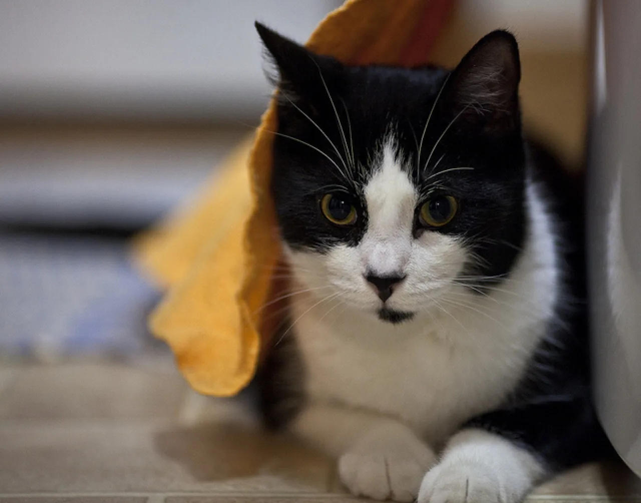 cat towel bathroom house cat wet towel