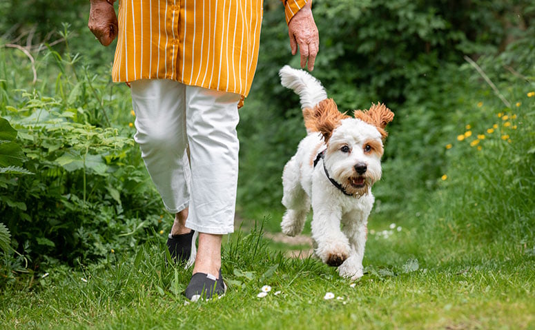cavapoo dog walking next to owner