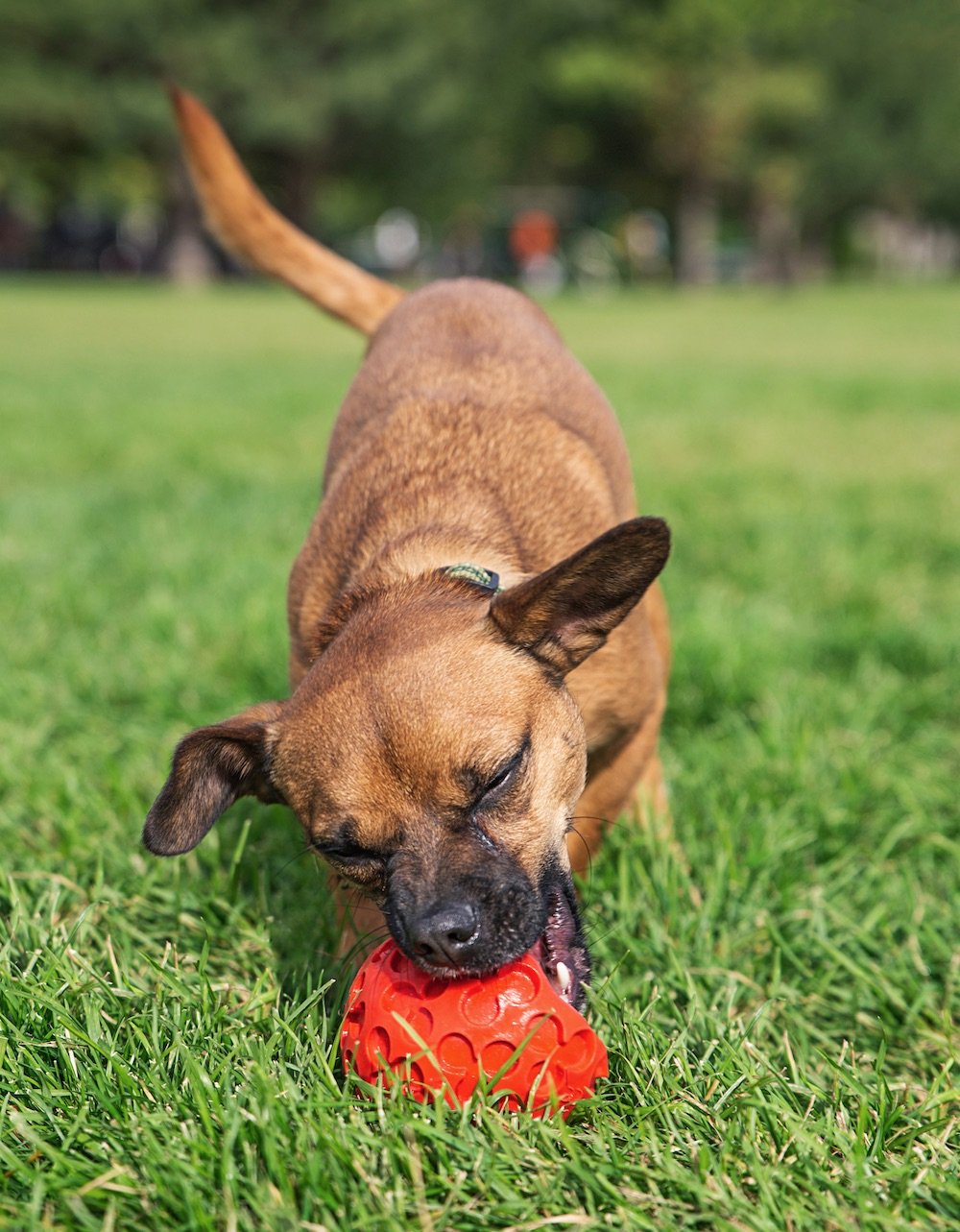 dog outside on grass chewing on strawberry dog toy