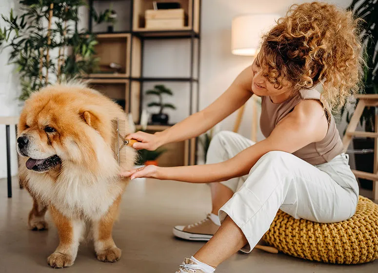 Chow chow being groomed