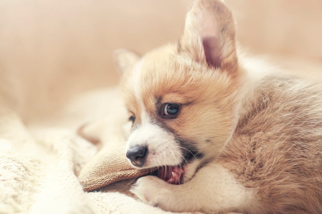 Corgi puppy chewing on toy