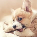 Corgi puppy chewing on toy