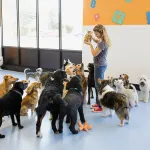 Dogs at a doggy daycare.
