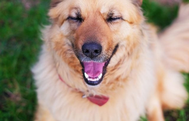 close up of golden fluffy dog smiling