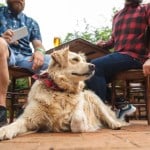 Dog sitting outside with 2 men in Seattle.