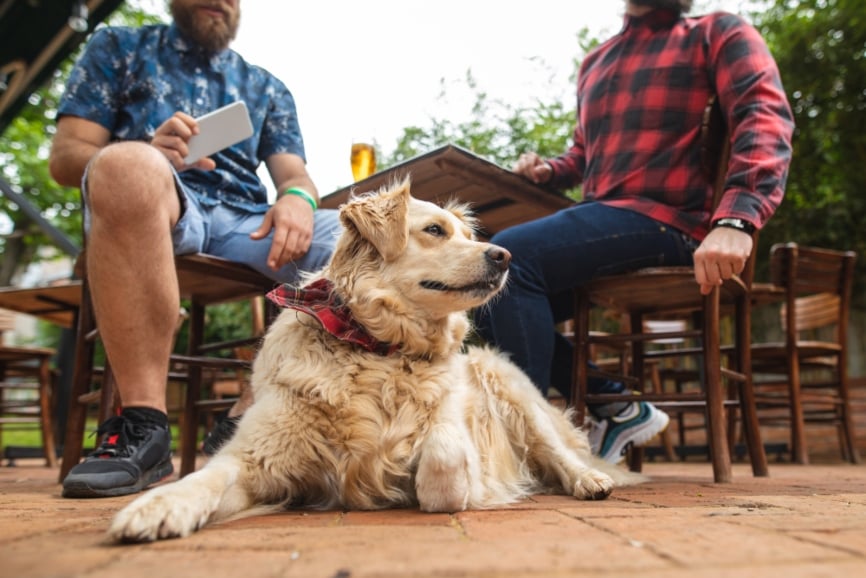 Dog sitting outside with 2 men in Seattle.
