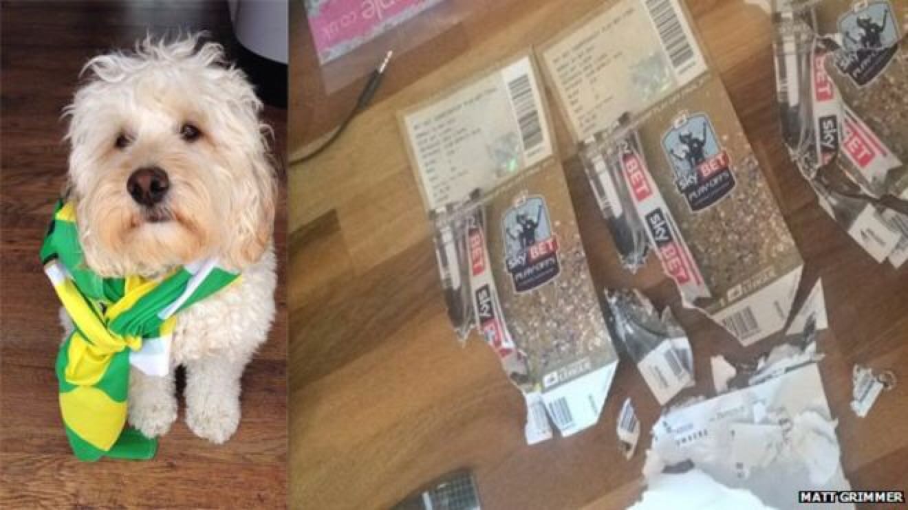 dog ate tickets dog ate soccer tickets