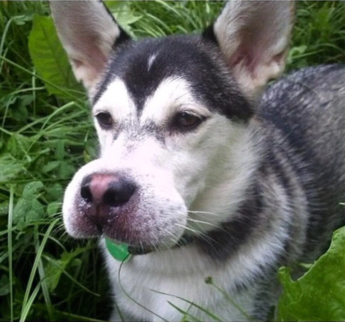 dog bee sting swelling dog ate bee