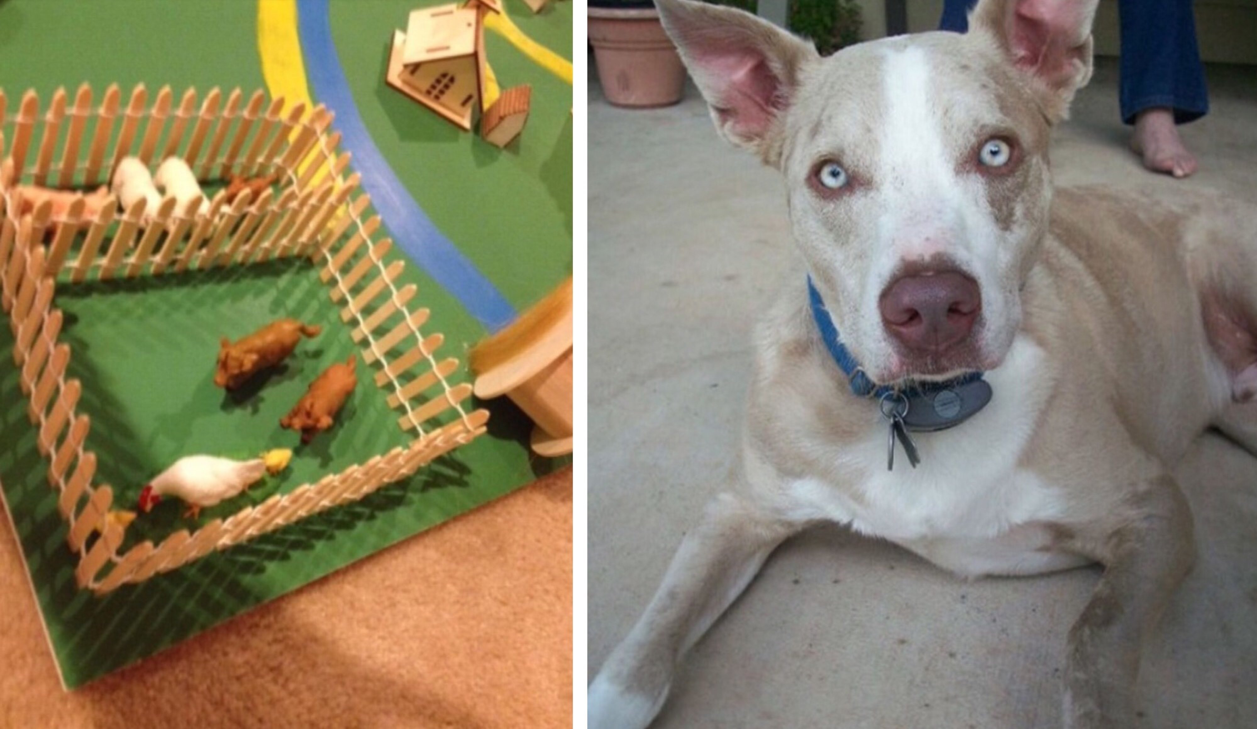 dog foreign object intestinal obstruction dog bowel obstruction
