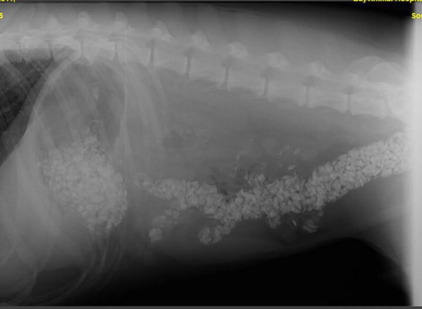 dog gravel intestinal obstruction dog pica