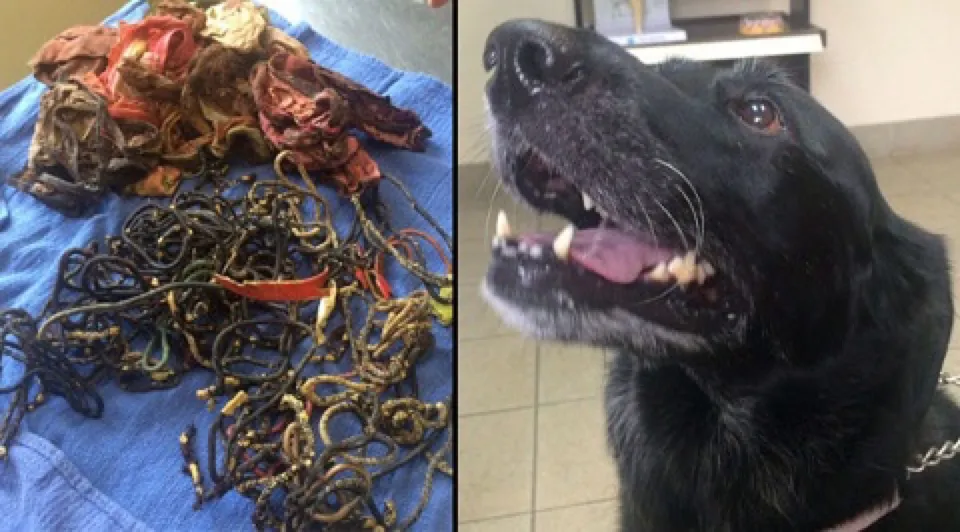 dog intestinal obstruction dog foreign body