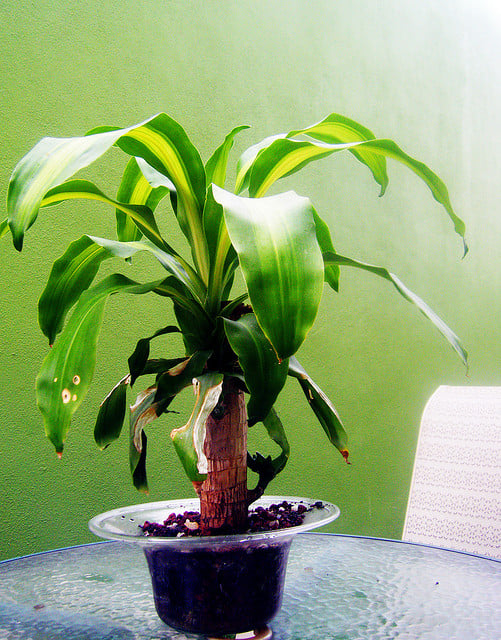 Dracaena poisonous to cats dogs